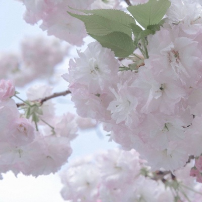 钟楼福瑞交流群